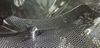 BGB5F Automatic High-efficiencyTablet Film-Coating Machine/Powder Coating Machine